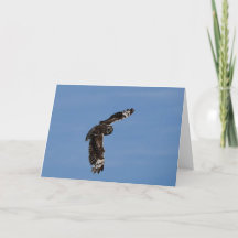 Éclosion de Pueo à courte portée à Hawaï