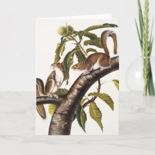Carte Écureuil gris de Caroline (Sciurus Carolinensis)