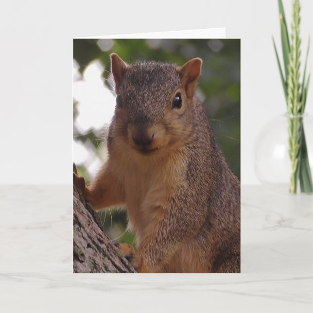 Carte Écureuil mignon dans le vide de l'arbre (Devant)