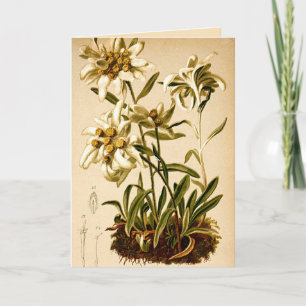 Carte Edelweiss Flowers Vintage illustration botanique