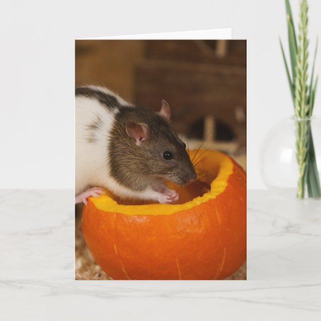 Carte effrayant rat à capuche noire mangeant des graines (Devant)
