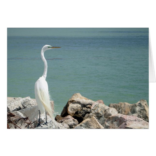 Carte Egret Neige (Devant horizontal)
