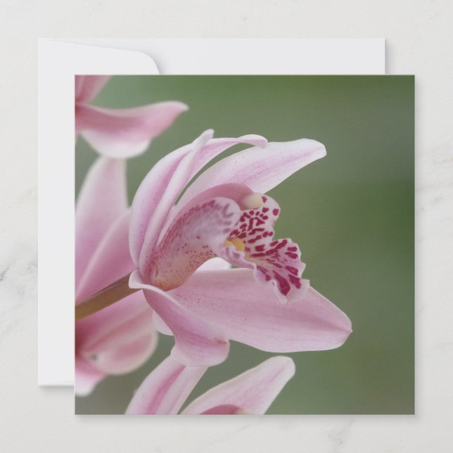 Carte Elégant orchidée rose (Devant)