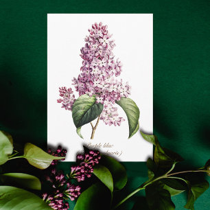 Carte Élégant Vintage botanique pourpre Lilac Blossom