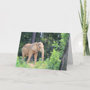 Carte Eléphant