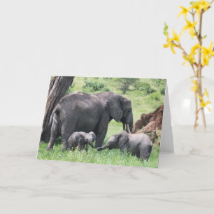 Carte Elephant avec des veaux Faune Bébé Animaux Photo