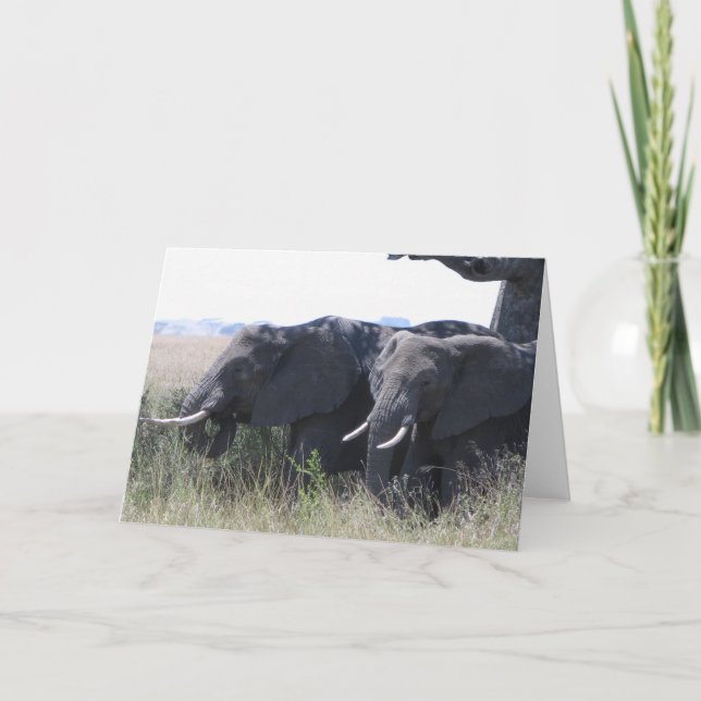 Carte Éléphants (Devant)