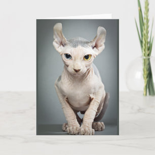 Carte Elf Sphinx Photo de chat