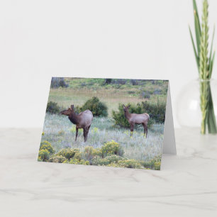 Carte Elk américain Colorado