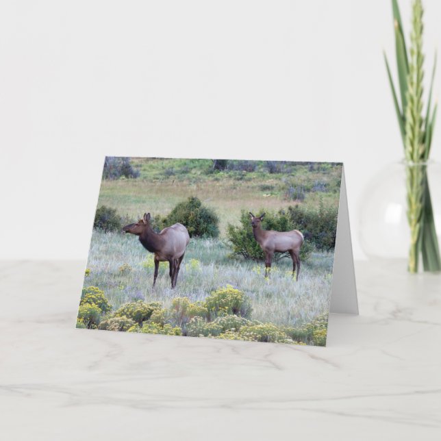 Carte Elk américain | Colorado (Devant)