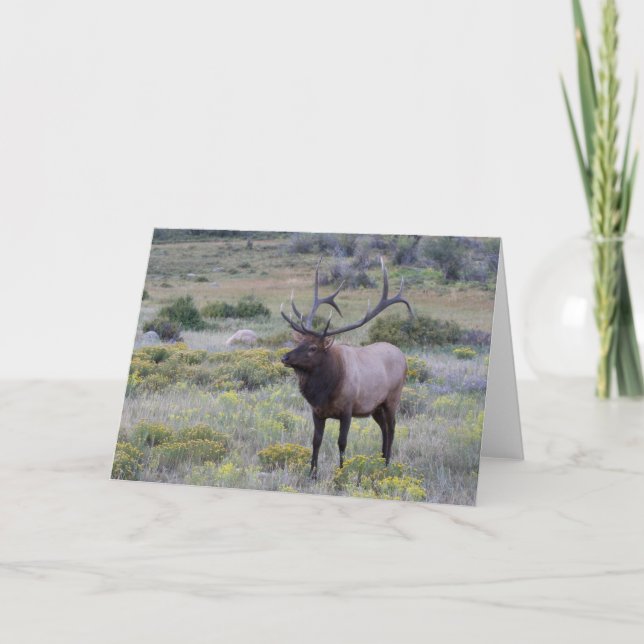 Carte Elk américain | Parc national Rocky, Colorado (Devant)