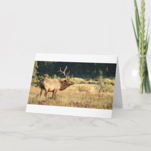 Carte Elk Buck