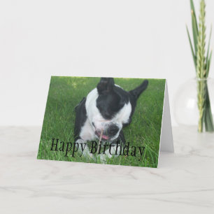 Carte Emma le Boston Terrier dégustant un bâton