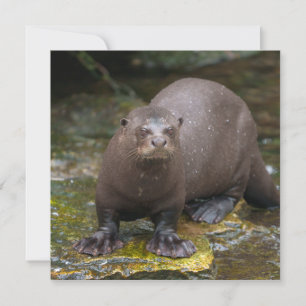 Carte Empreintes de Pied de Giant Otter