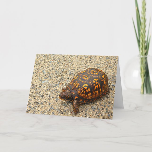 Carte Encouragement de tortue de boîte (Devant)