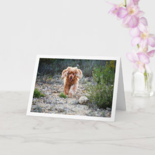 Carte English Cocker Spaniel courant à la campagne