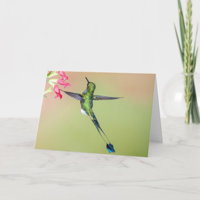 Carte Equateur Colibri aux longues plumes de queue (Devant)