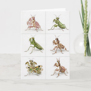Carte Espèces détaillées de mantes religieuses Art Amate