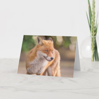 Carte Étonnant Red Fox Stars