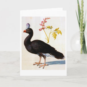 Carte Étude d'une Curassow Helmeted, Arcimboldo