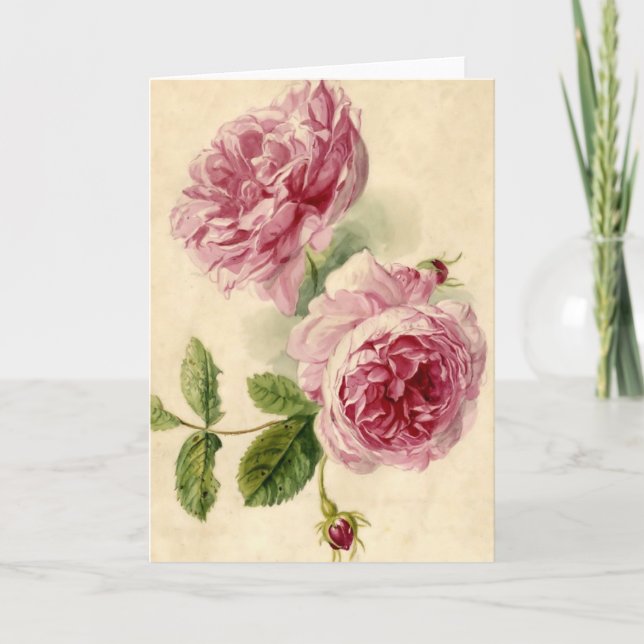 Carte Étude sur les roses roses du XVIIIe siècle (Devant)