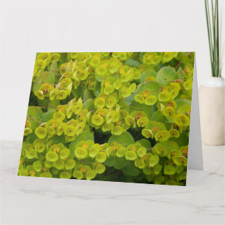 Carte Euphorbia