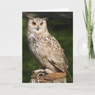 Carte Eurasian Eagle Owl