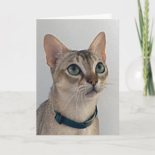 Carte Excuses de chatte narky Anniversaire
