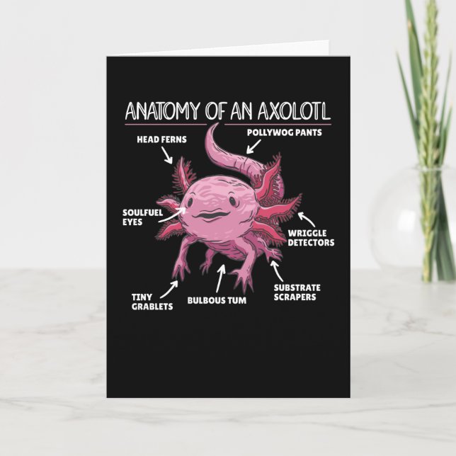 Carte Explication Axolotl Anatomie D'Un Axolotl (Devant)