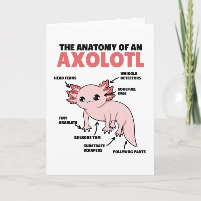 Carte Explication Axolotl Anatomie D'Un Axolotl (Devant)
