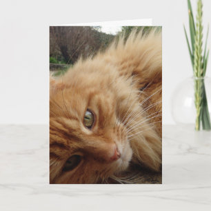 Carte Face du chat Ginger