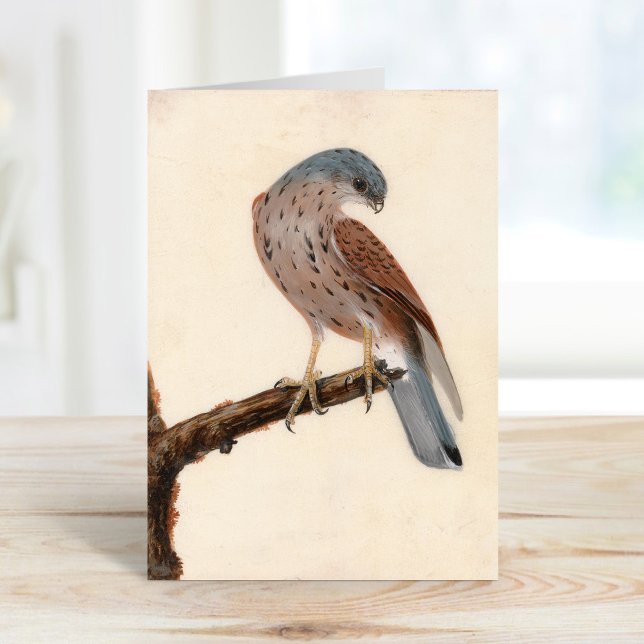 Carte Falcon Hen Kestrel | William Lewin (Créateur téléchargé)