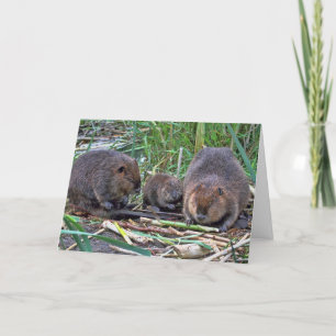 Carte Famille Beaver