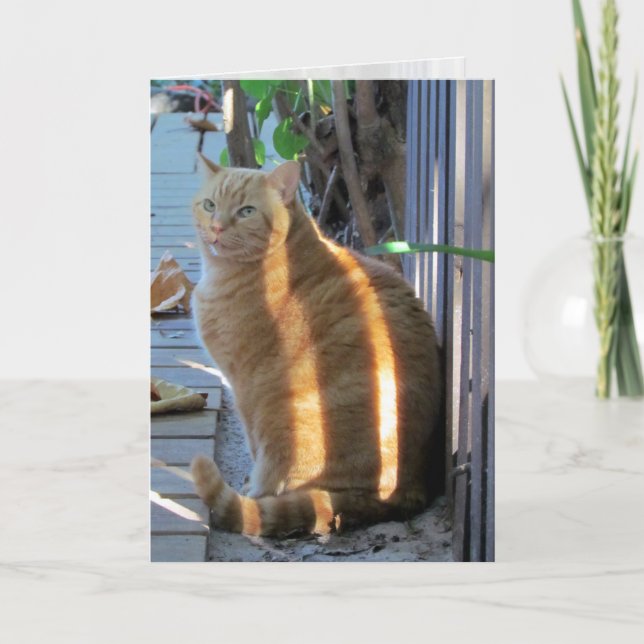 Carte Fat Chat Sunny Daze :) (Devant)