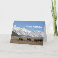 Faune Bison Mountains Photo Neige Anniversaire