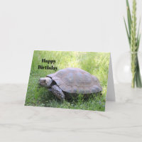 Faune Brown Tortoise Photo Anniversaire