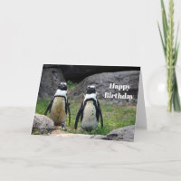 Faune Pingouin Pair photo Anniversaire