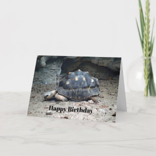 Carte Faune Tortoise Reptile Photo Anniversaire