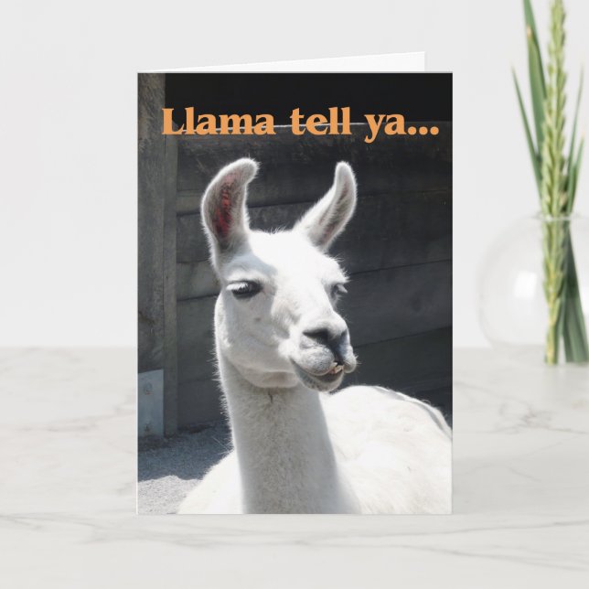 Carte Félicitations - Drôle Llama (Devant)