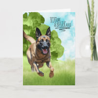 Félicitations reBARKable Chien Malinois Belge
