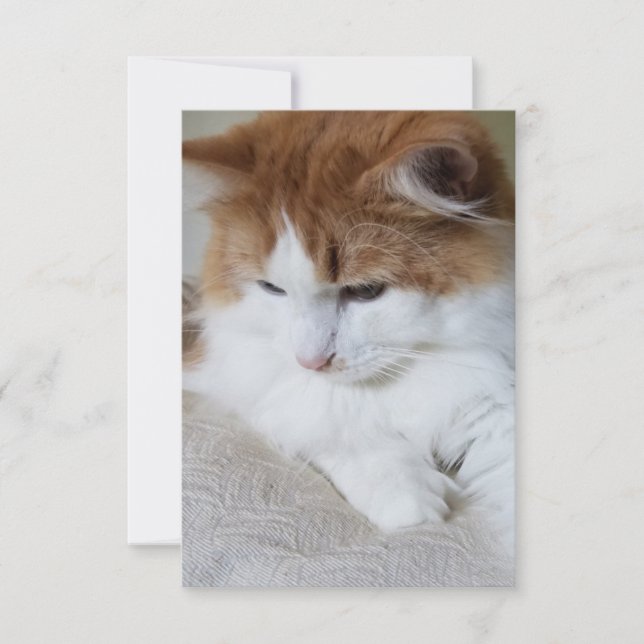 Carte (Feline Fancy) Contemplation Kitty : Photo Cat (Devant)