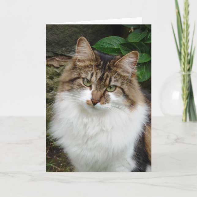 Carte Felix en mode réfléchi (Devant)