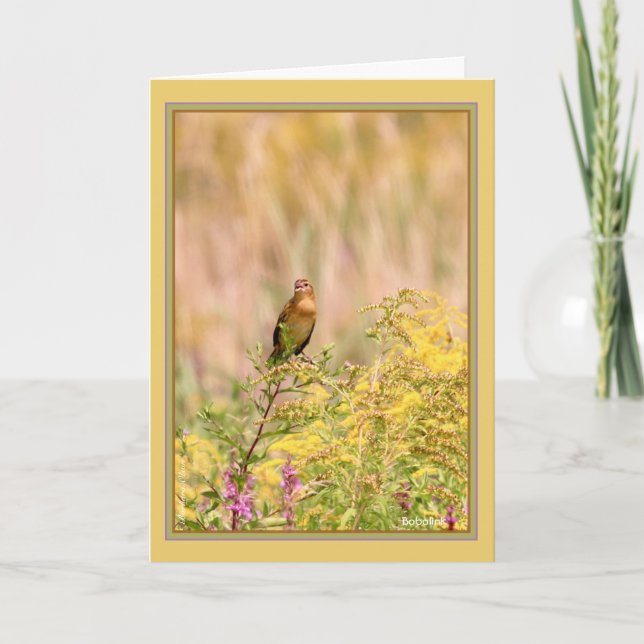 Carte Femme/mâle non reproducteur Bobolink (Devant)