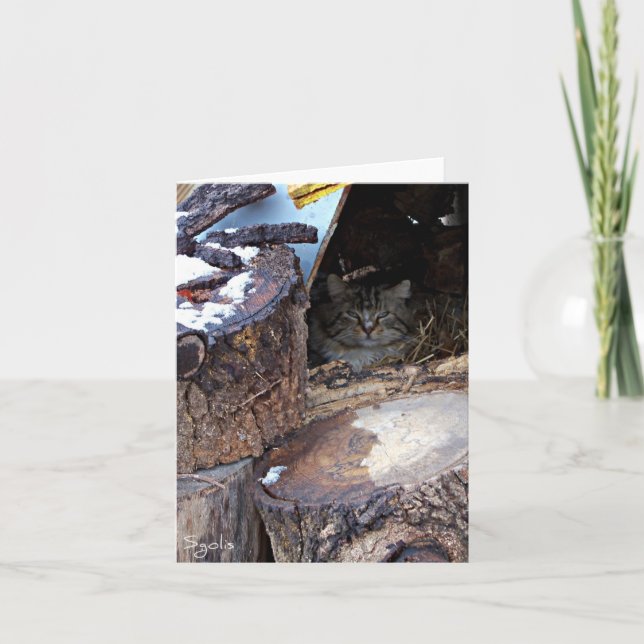 Carte Feral Cat in Winter Note Card (Devant)