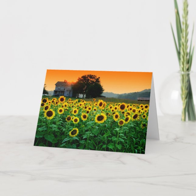 Carte Ferme de tournesol (Devant)