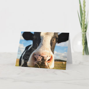 Carte Fermes   Vache Holstein Chewing