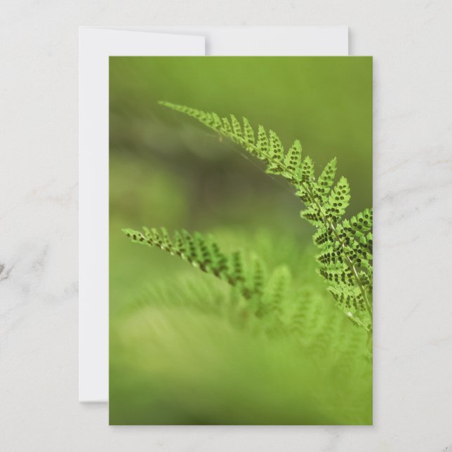 Carte Fern Frond Photo (Devant)