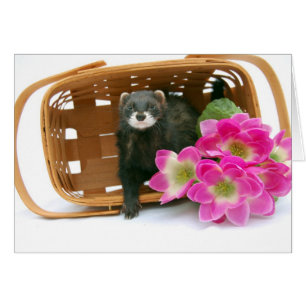 Carte Ferret