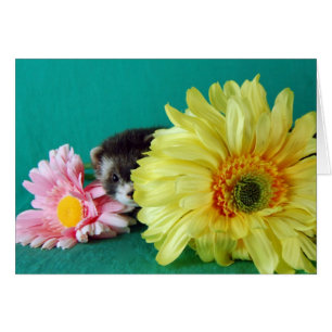 Carte Ferret