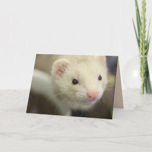 Carte Ferret